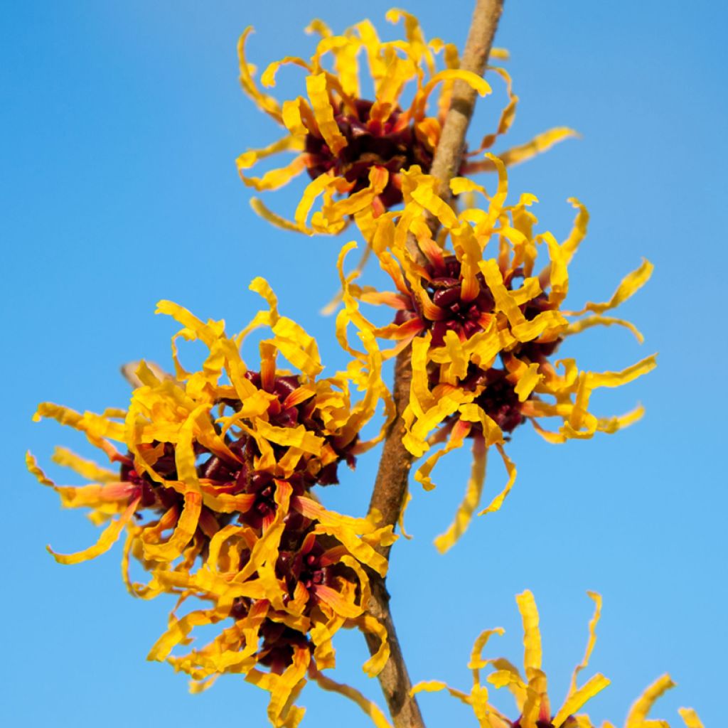 Hamamelis x intermedia Orange Beauty - Witch Hazel