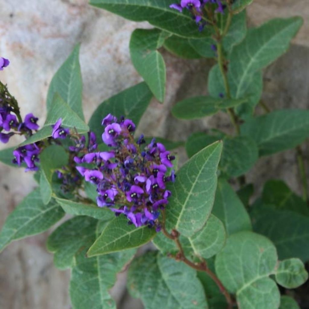 Hardenbergia violacea Regent