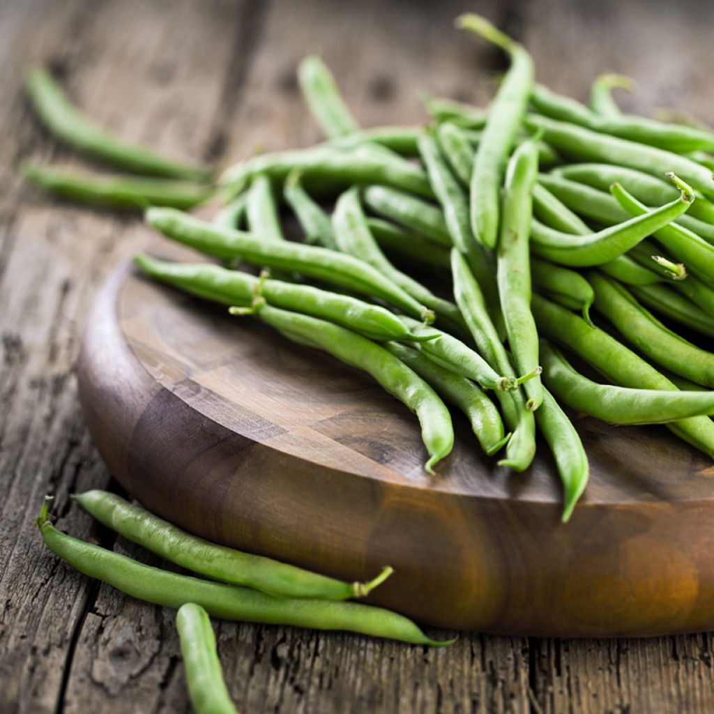 French Filet Pole Bean Fortex - Vilmorin Seeds