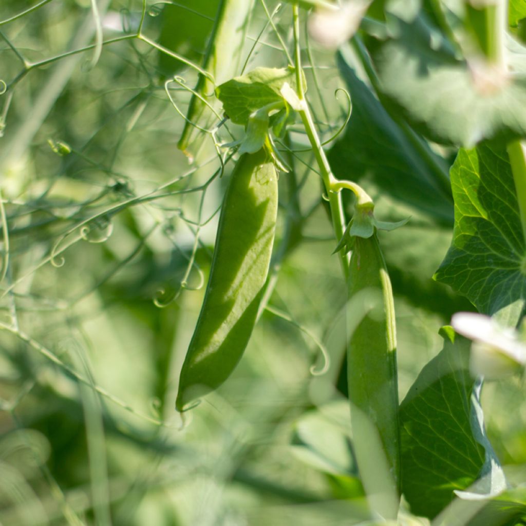 French Pole Bean Mistica - Vilmorin Seeds