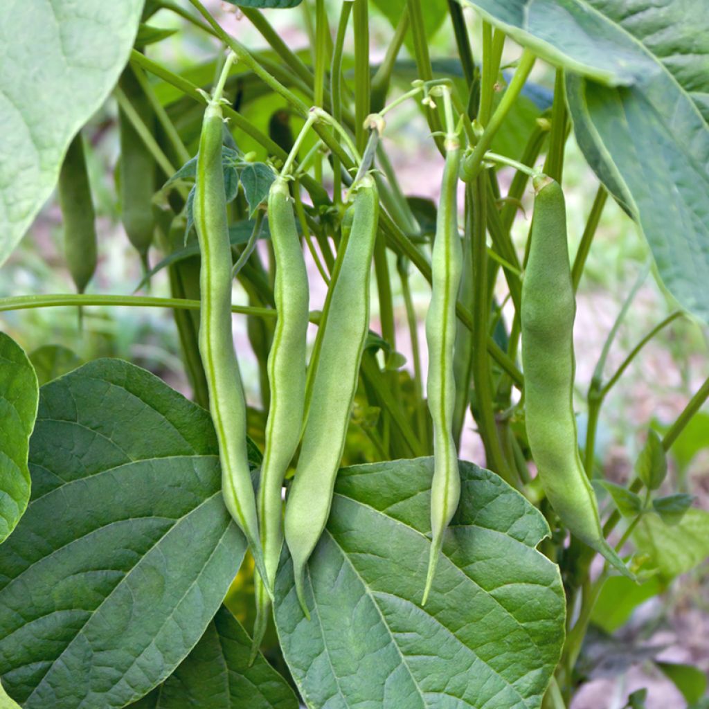 Climbing bean mangetout Neckarkonigin - Flat coco