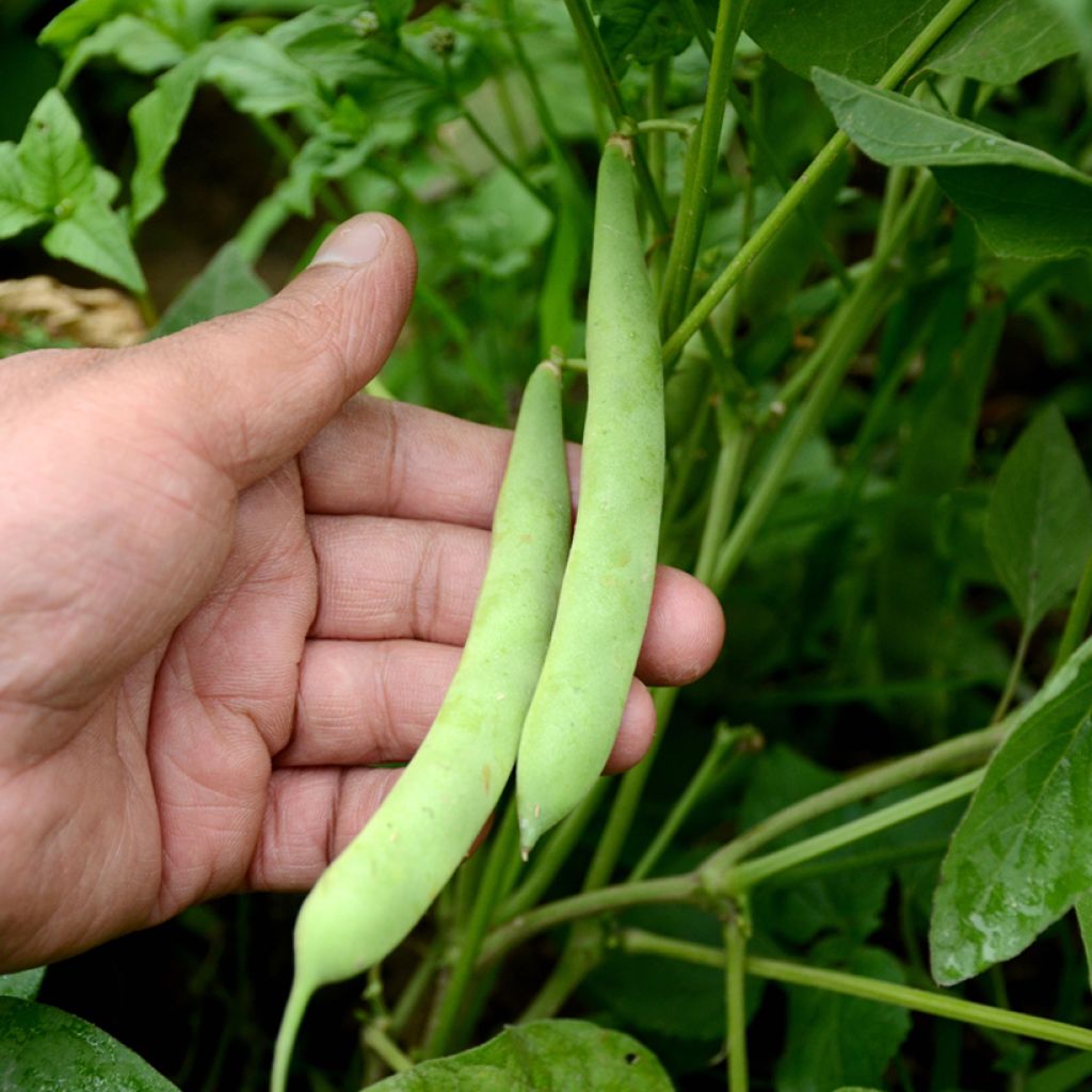 Climbing snap bean Planeta (Flat coco bean)