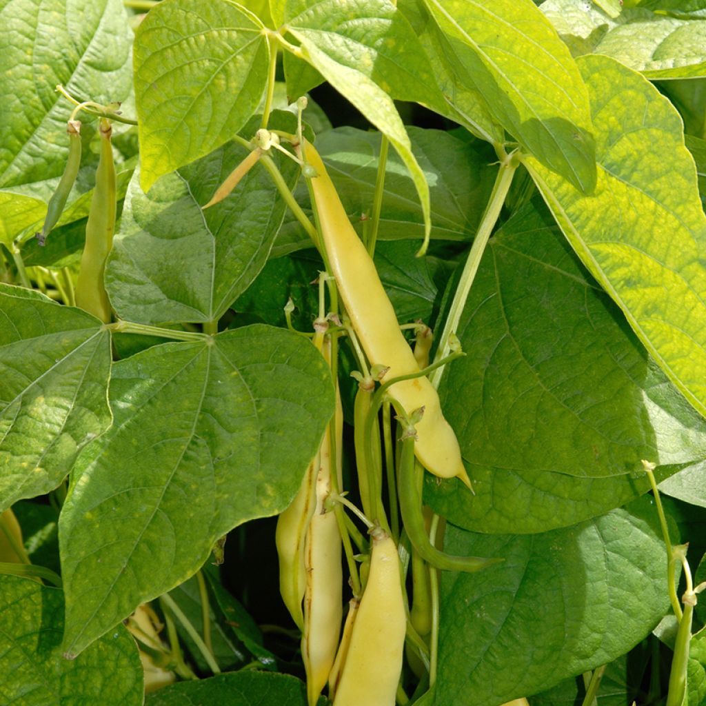 Pole Bean Marvel of Venice - Vilmorin Seeds