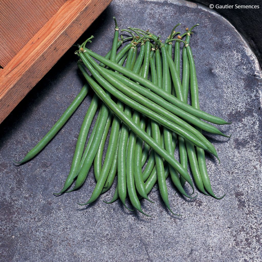 Phaseolus vulgaris Pongo - Common bean