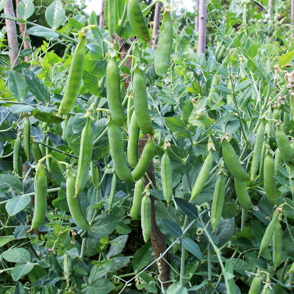 Dwarf Bean for Shelling Soissy