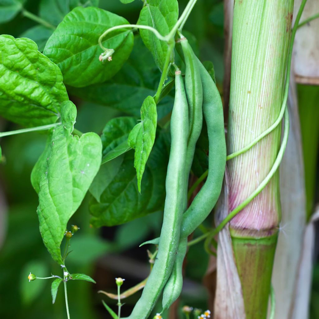 Dwarf Bean with net Calima