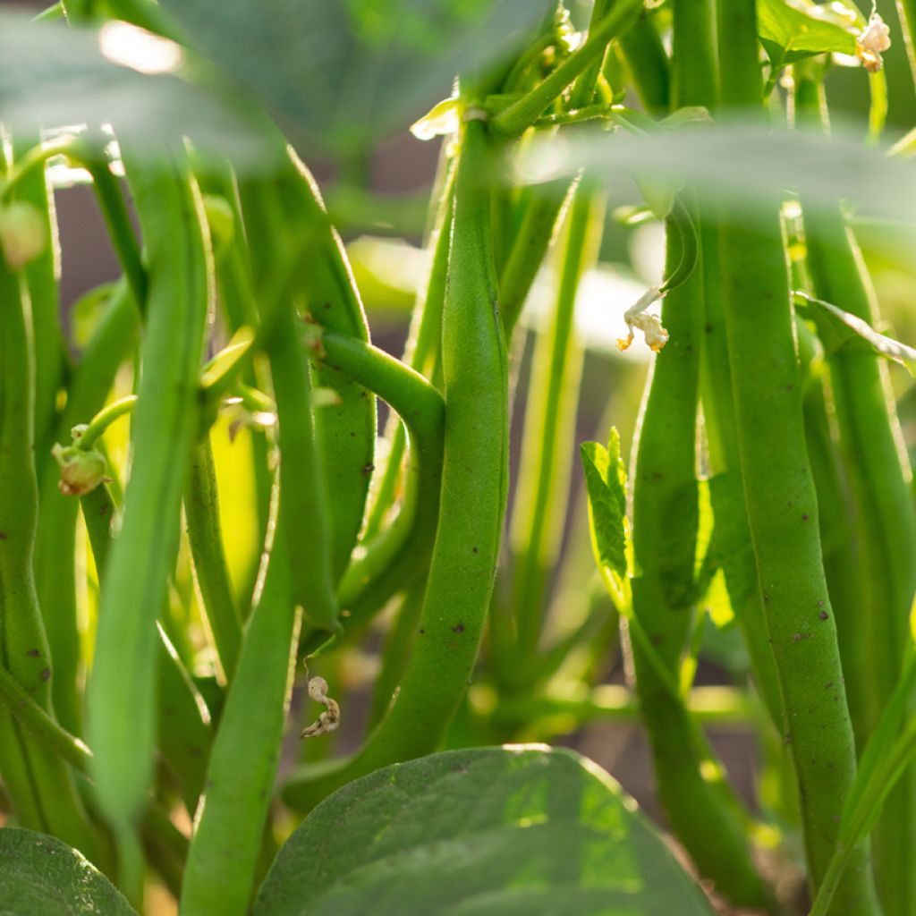 Dwarf Filet Bean Crockett - Vilmorin Seeds