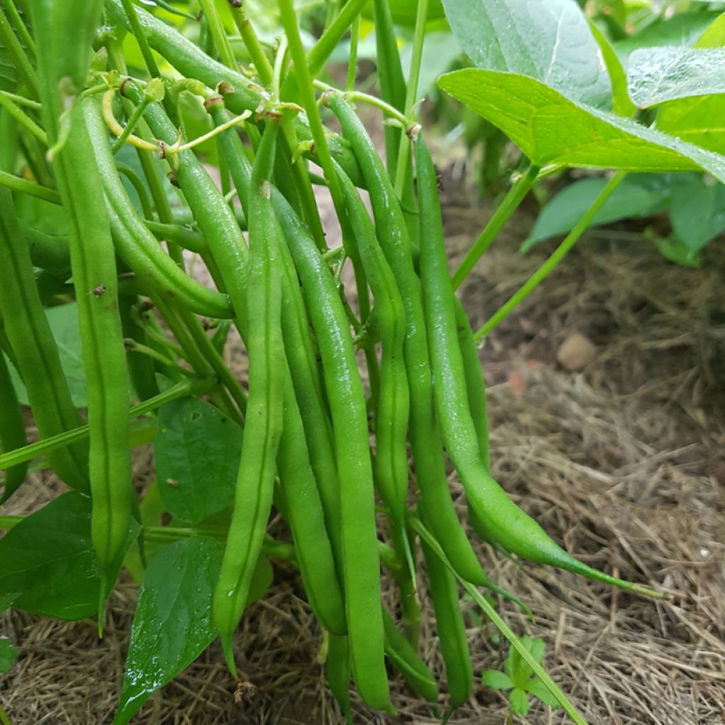 Dwarf Filet Bean Cupidon organic seed