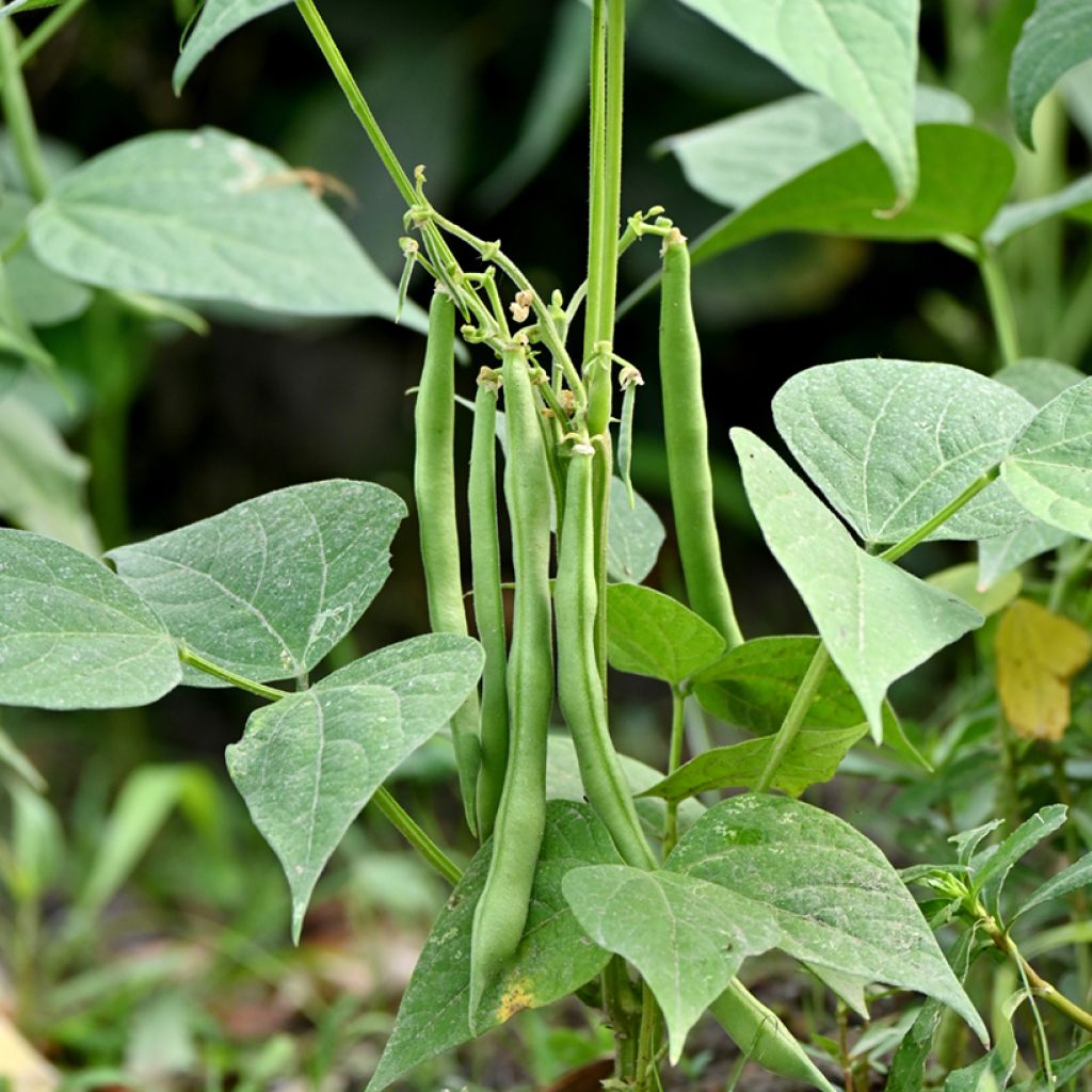 Dwarf Bean Delinel