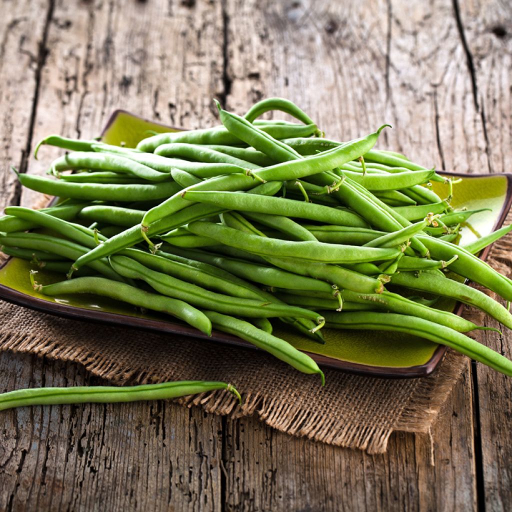 Dwarf Filet Bean Delinel - Vilmorin Seeds