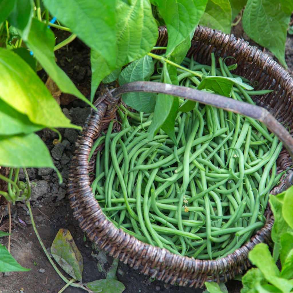 Dwarf Bean with String Gourmandel (Vilmorin seeds Creation) - Vilmorin seeds