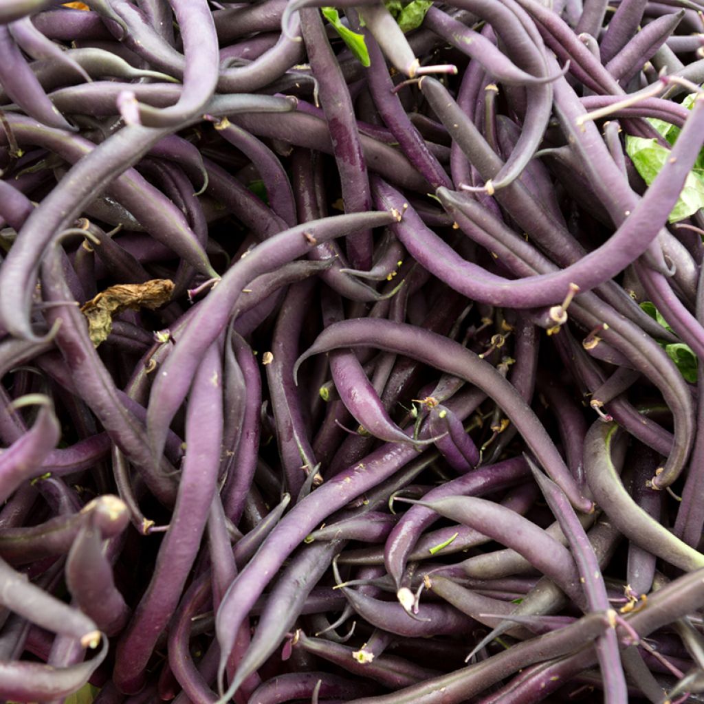 Amethyst dwarf snap bean