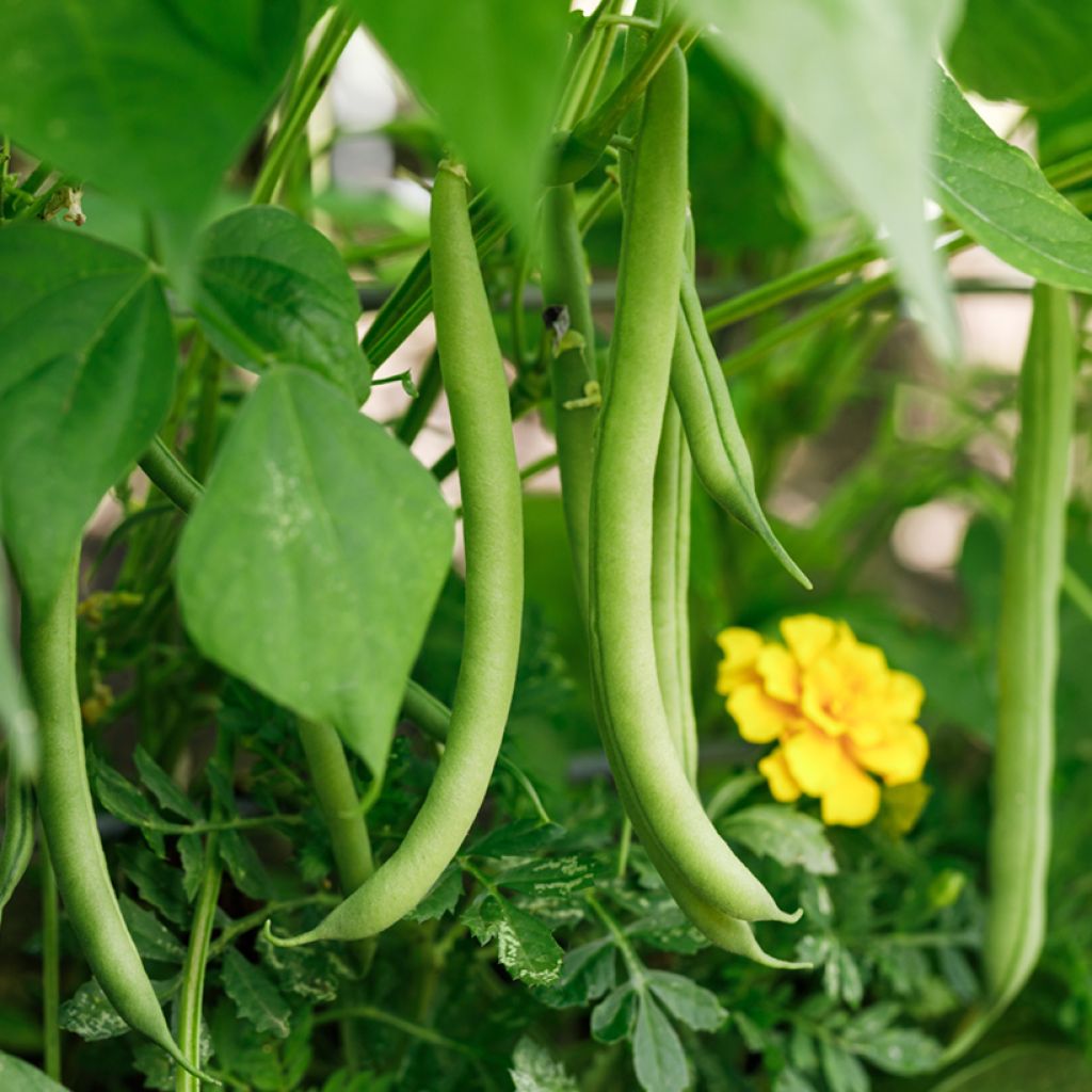 Dwarf snap bean La Victoire