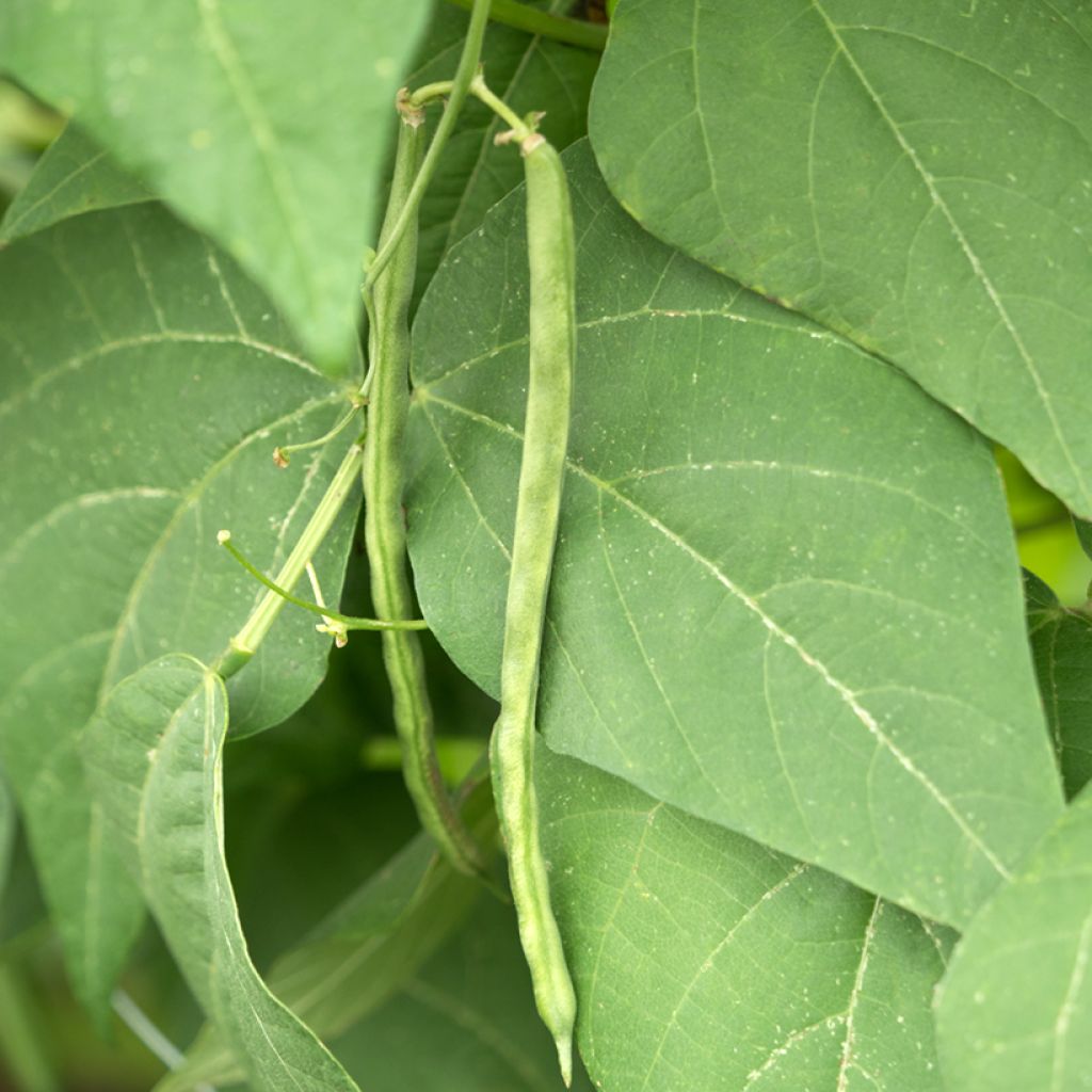 Dwarf French Bean Primel - Vilmorin Seeds