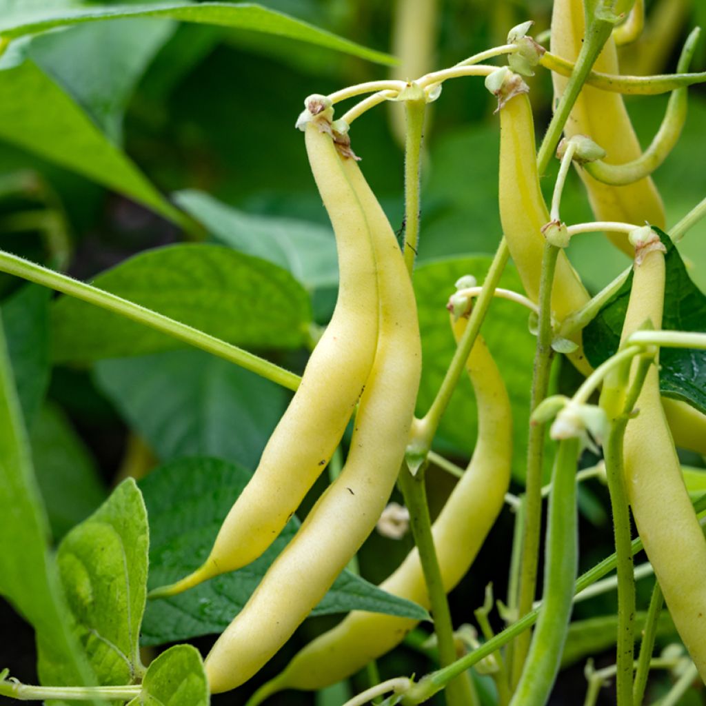 Dwarf French Bean Maxidor