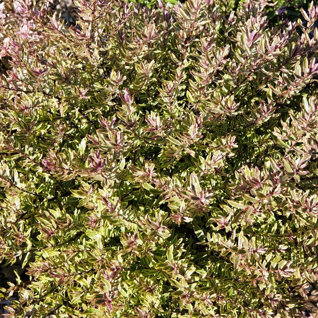 Hebe Purple Shamrock - Véronique arbustive