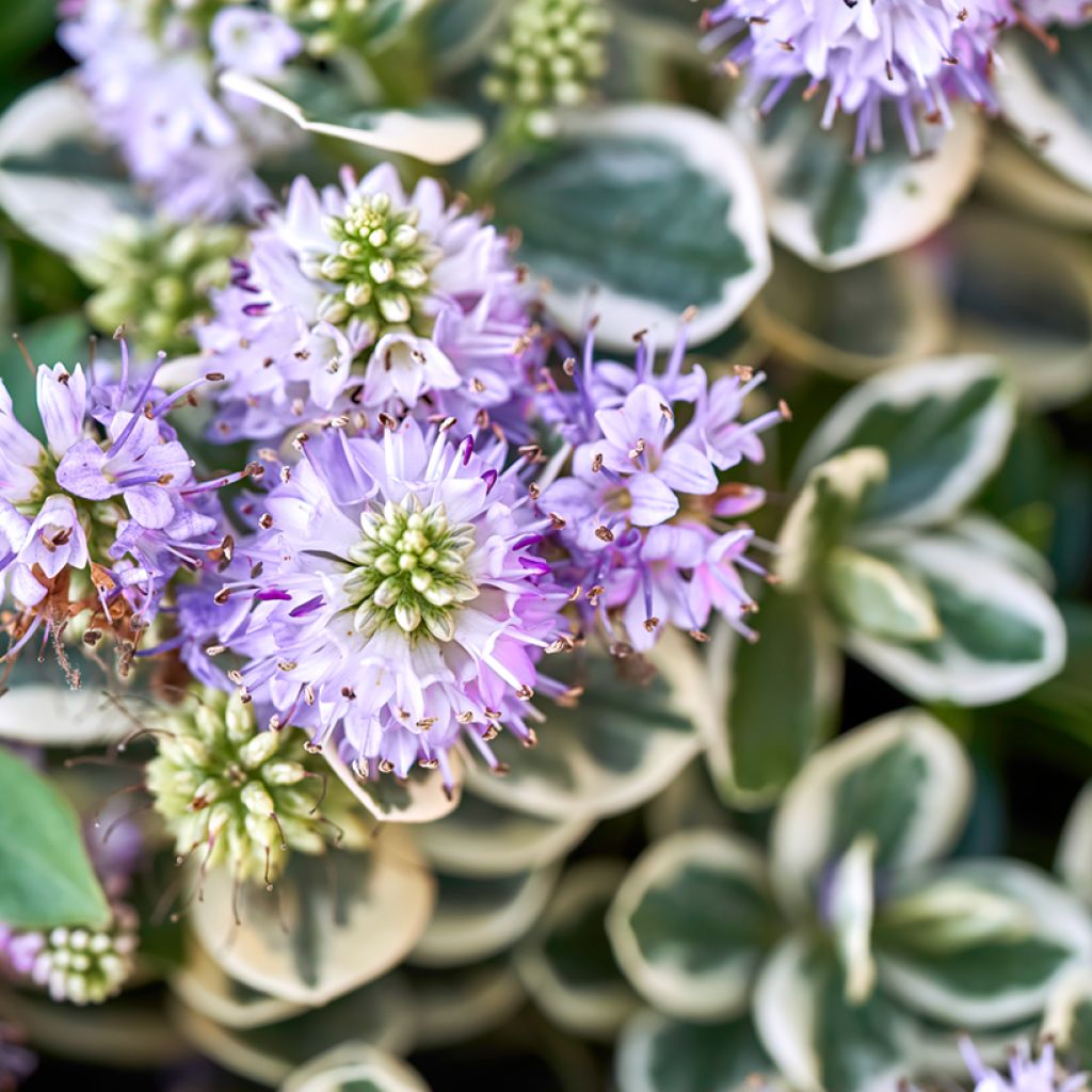 Hebe andersonii Variegata - Andersons hebe, shrubby veronica