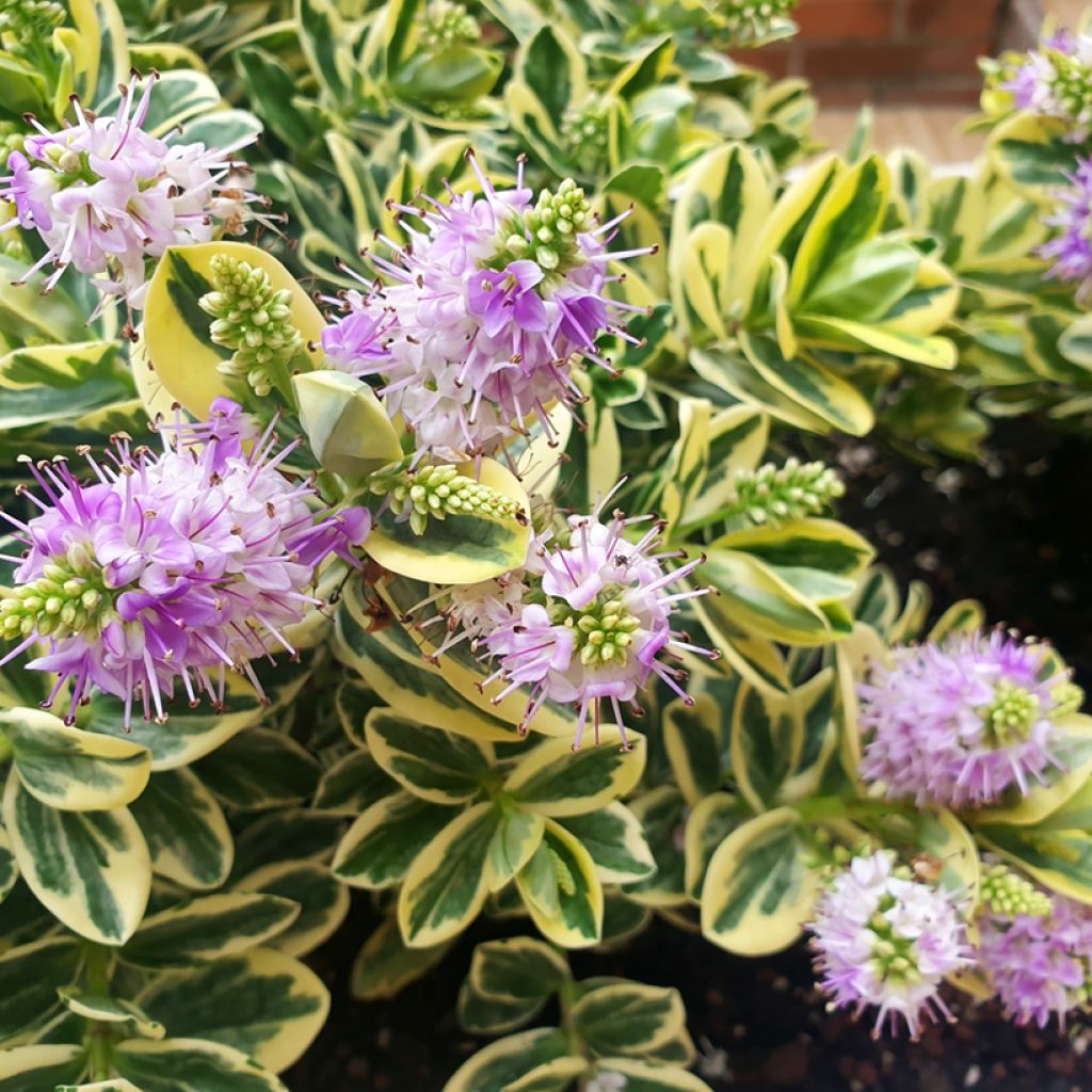 Hebe andersonii Variegata - Andersons hebe, shrubby veronica