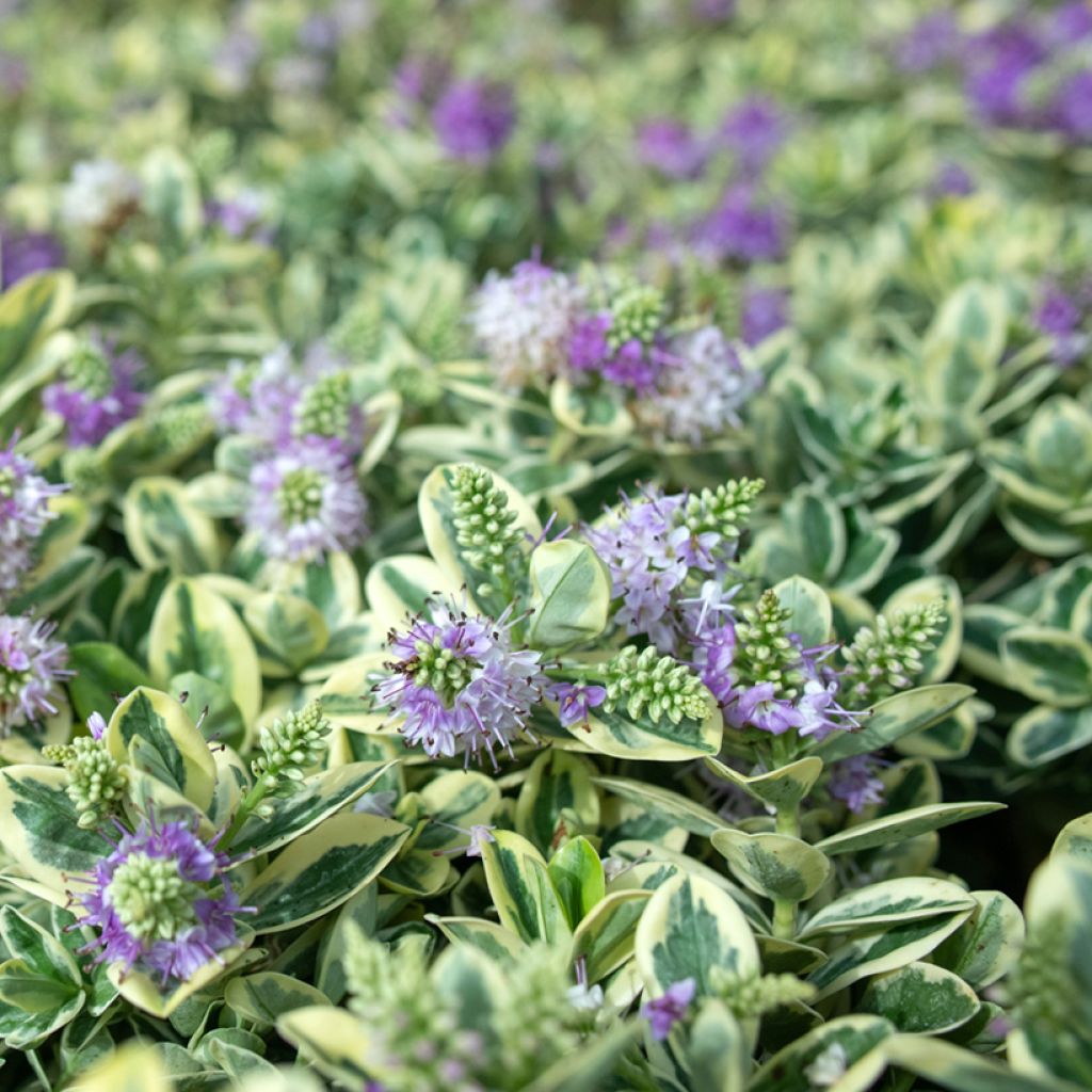 Hebe andersonii Variegata - Andersons hebe, shrubby veronica