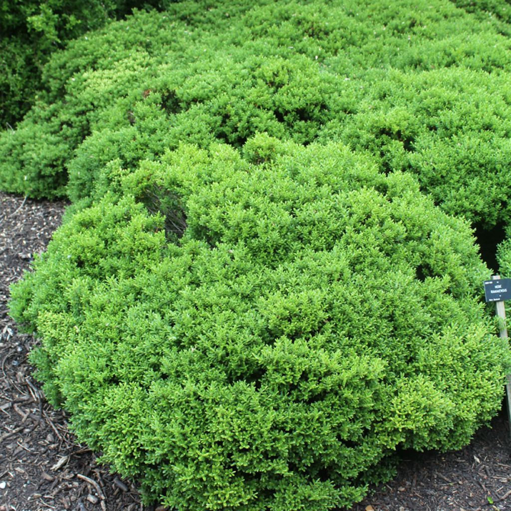 Hebe rakaiensis - Shrubby Veronica