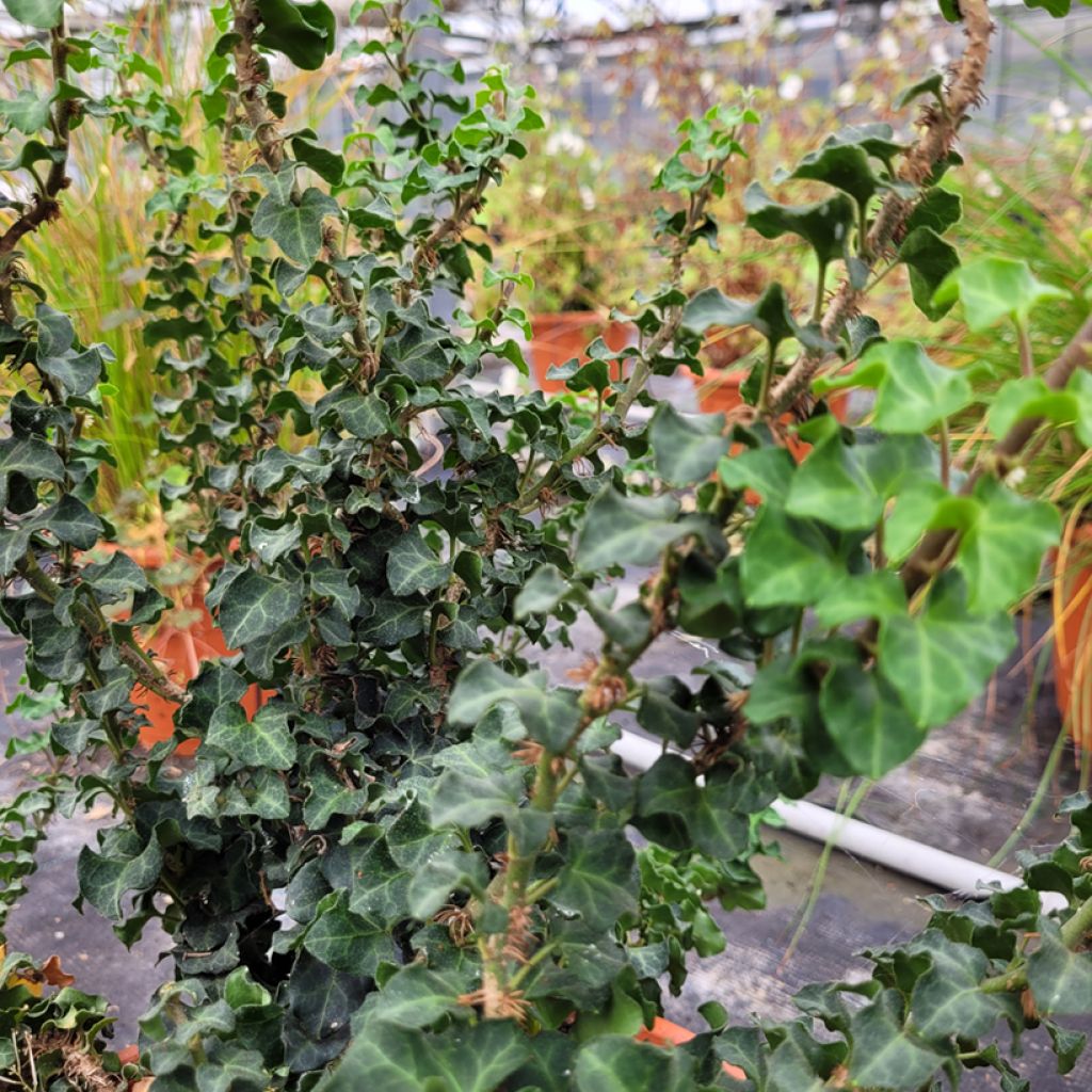 Hedera helix Conglomerata - Common ivy