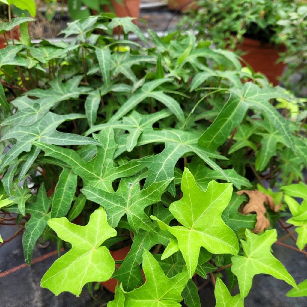 Hedera helix CourageCommon ivy