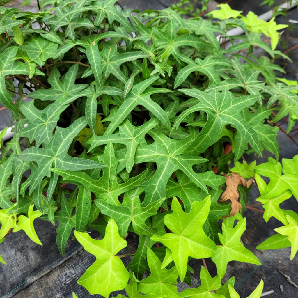 Hedera helix CourageCommon ivy