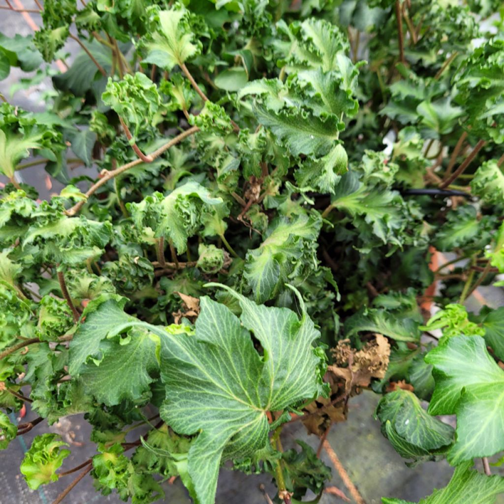 Hedera helix Filigran - Common ivy