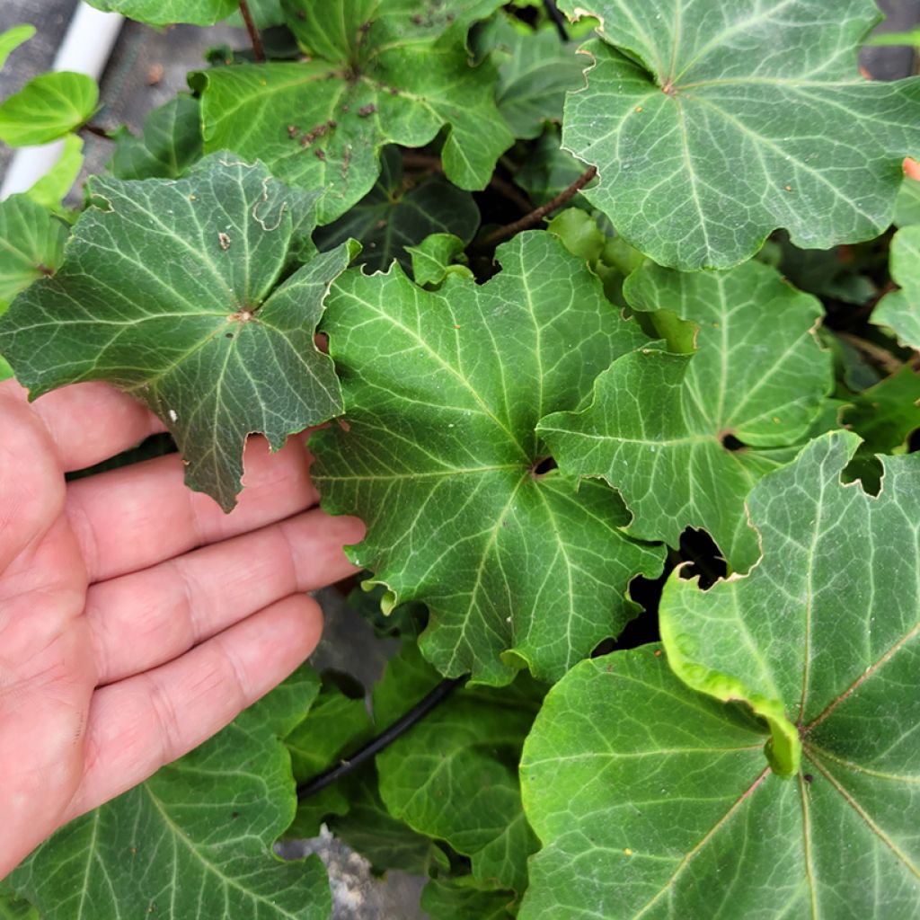 Hedera helix ObelixHedera helix Kappeln - Common ivy