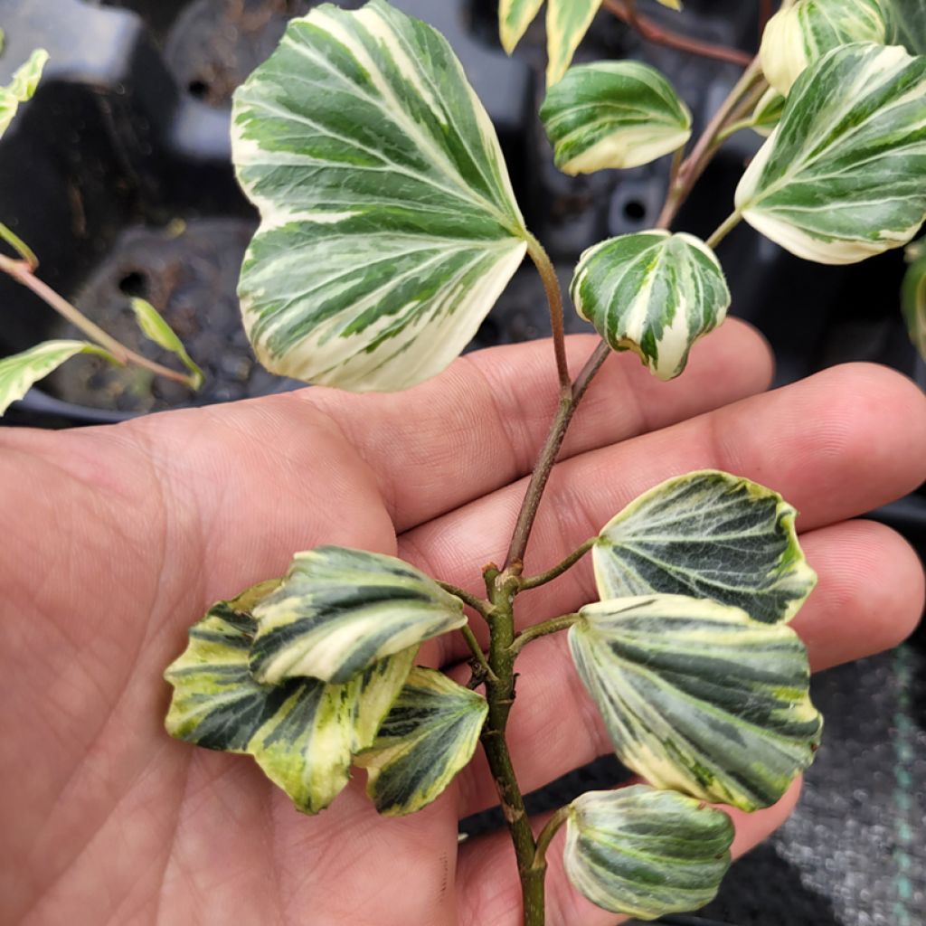 Hedera helix Reef Shell - Hedera helix Kappeln - Common ivy