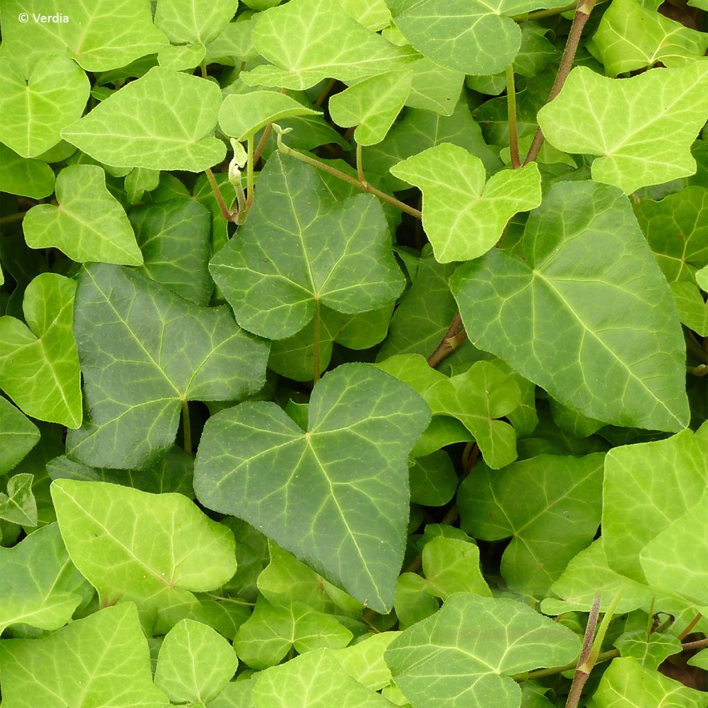 Hedera algeriensis Algerian Bellecour