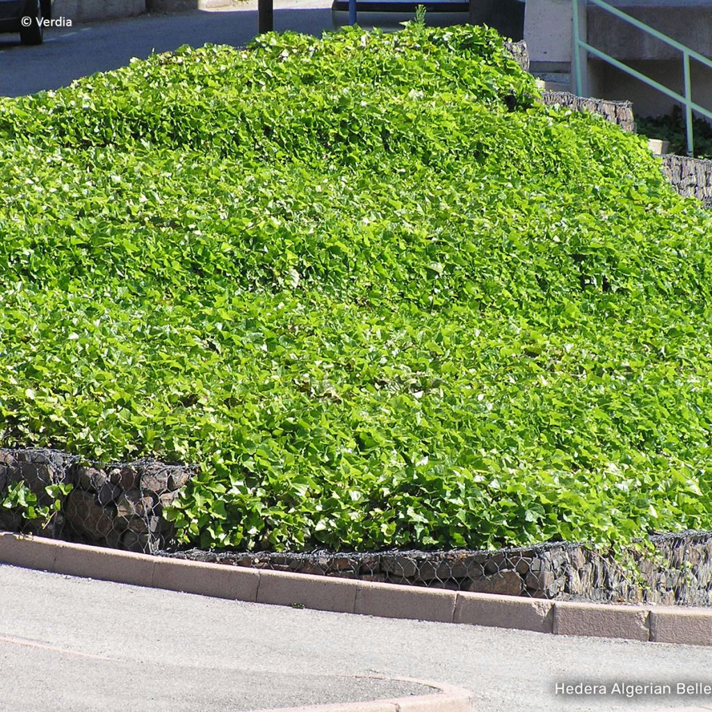 Hedera algeriensis Algerian Bellecour