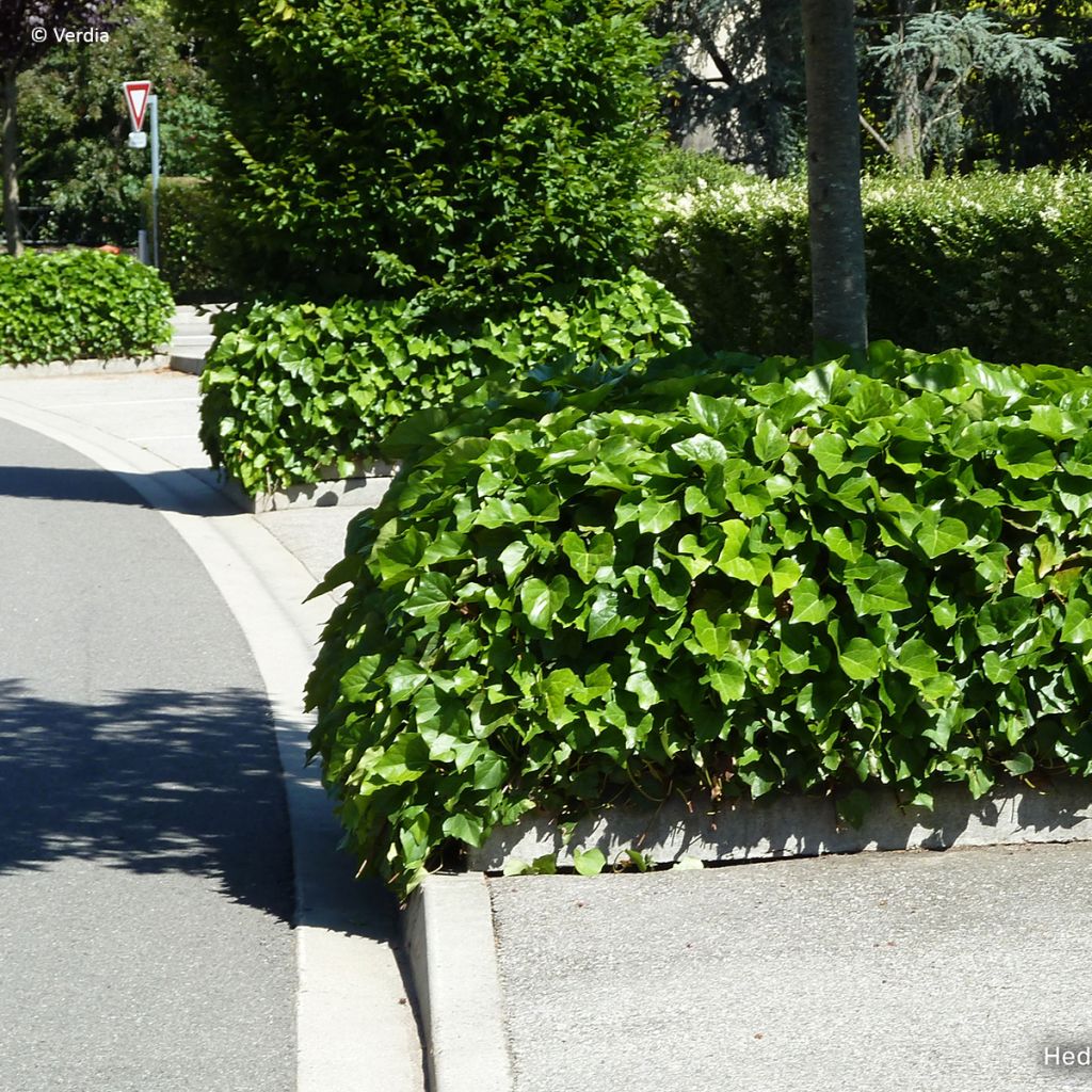 Hedera algeriensis Algerian Bellecour
