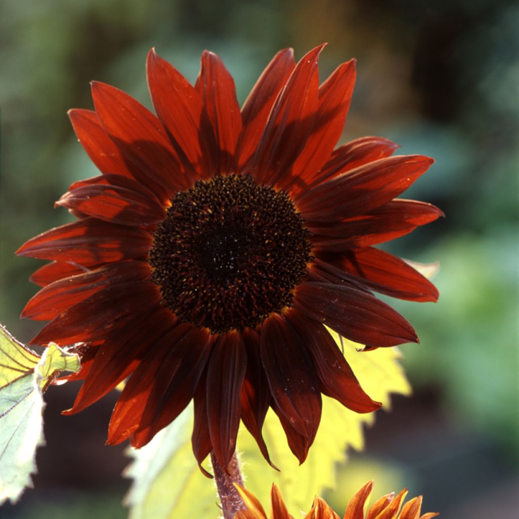 Sunflower Claret F1 Seeds - Helianthus annuus