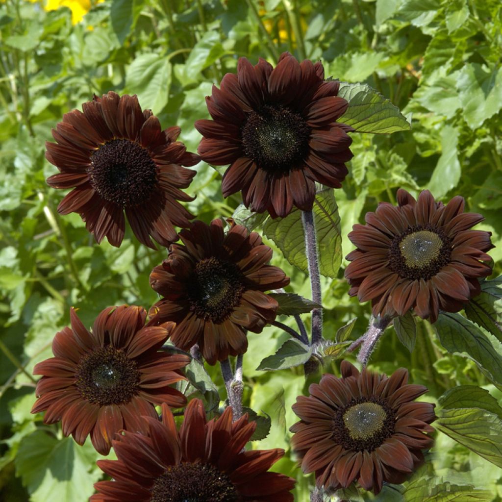 Sunflower Claret F1 Seeds - Helianthus annuus