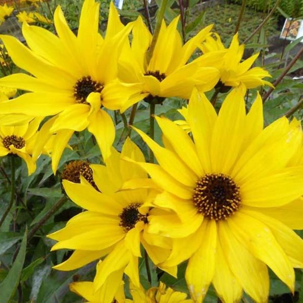 Helianthus atrorubens Monarch