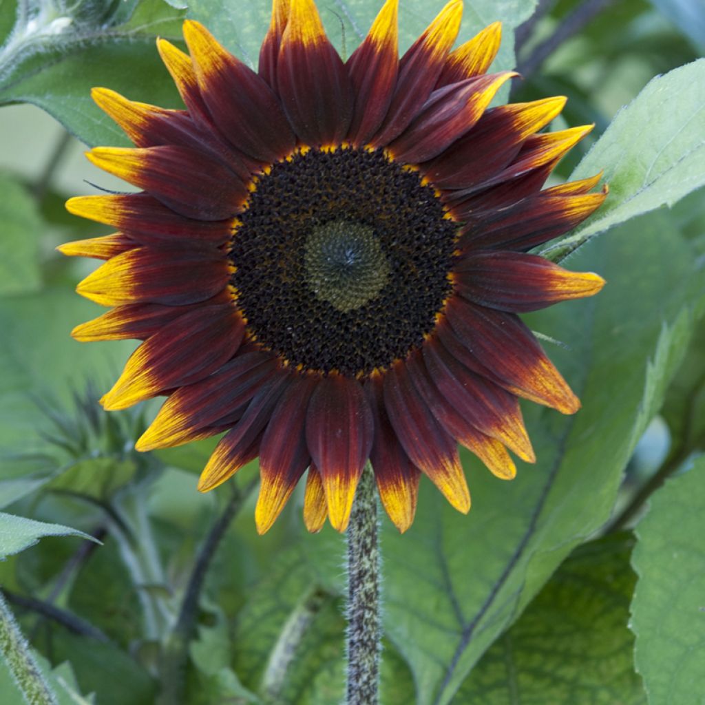 Sunflower Schock-o-Lat F1 seeds - Helianthus annuus