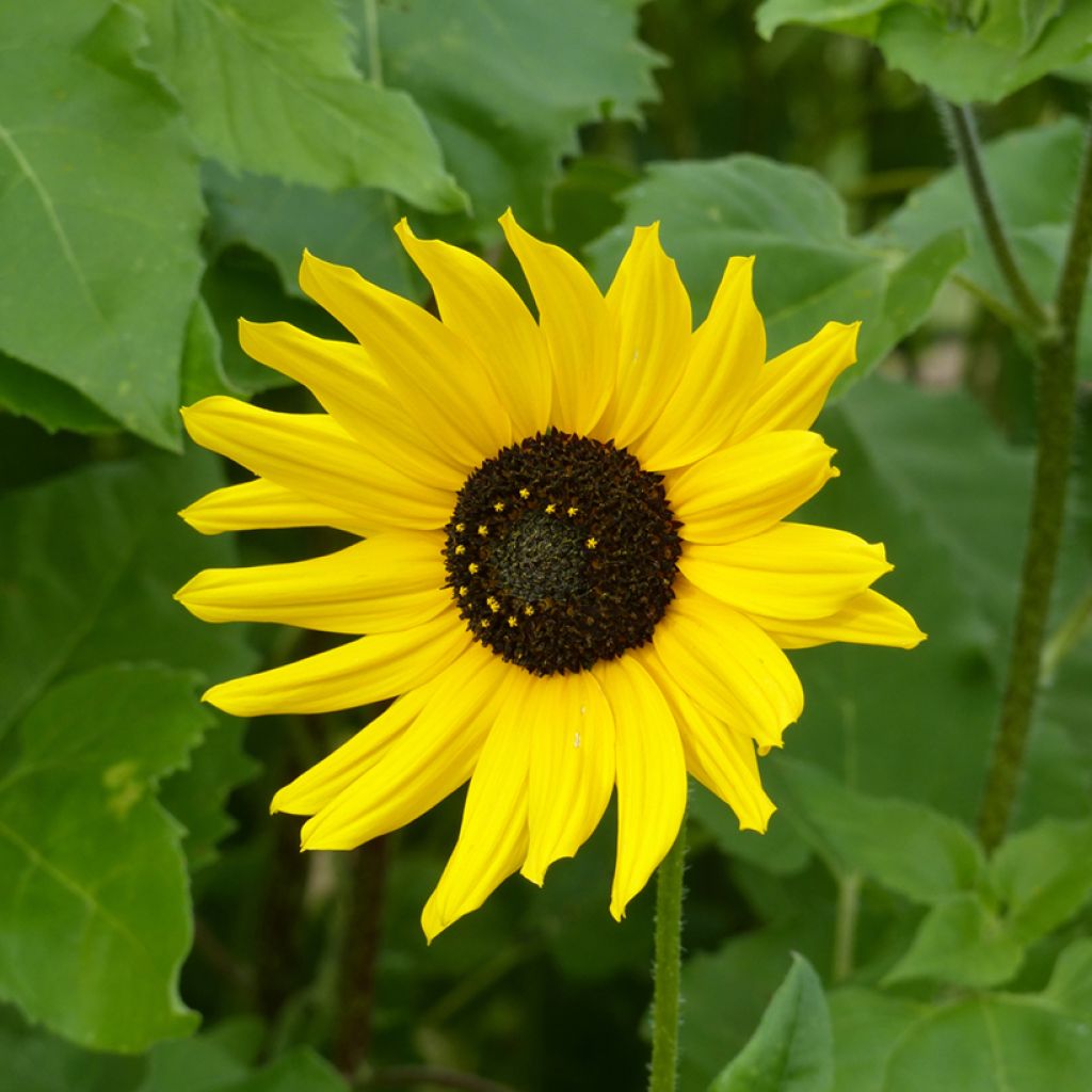 Helianthus debilis subsp. cucumerifolius - Cucumberleaf Sunflower Stella Seeds
