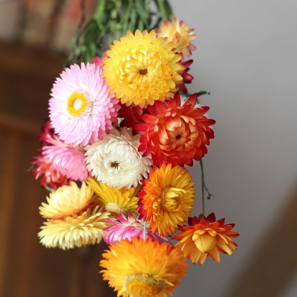 Strawflower Double Flowered Mixed Seeds - Helychrysum monstruosum