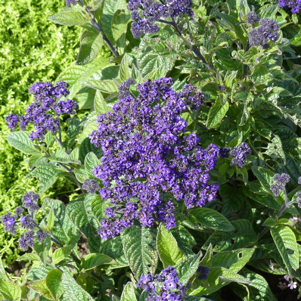 Heliotrope Marine Seeds - Cherry Pie Plant