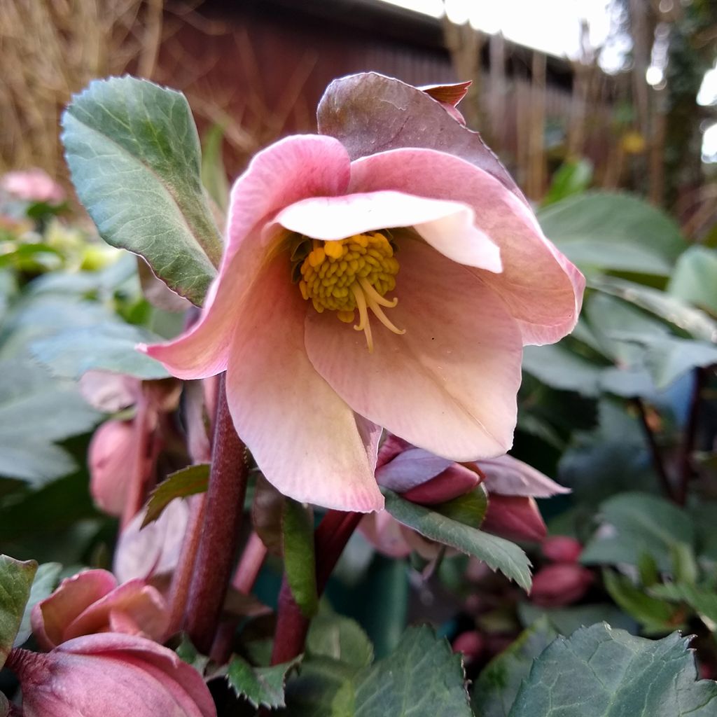 Helleborus ericsmithii