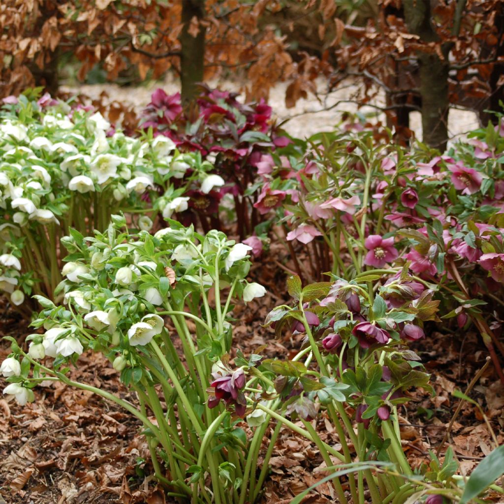 Helleborus hybridus Ballards Group