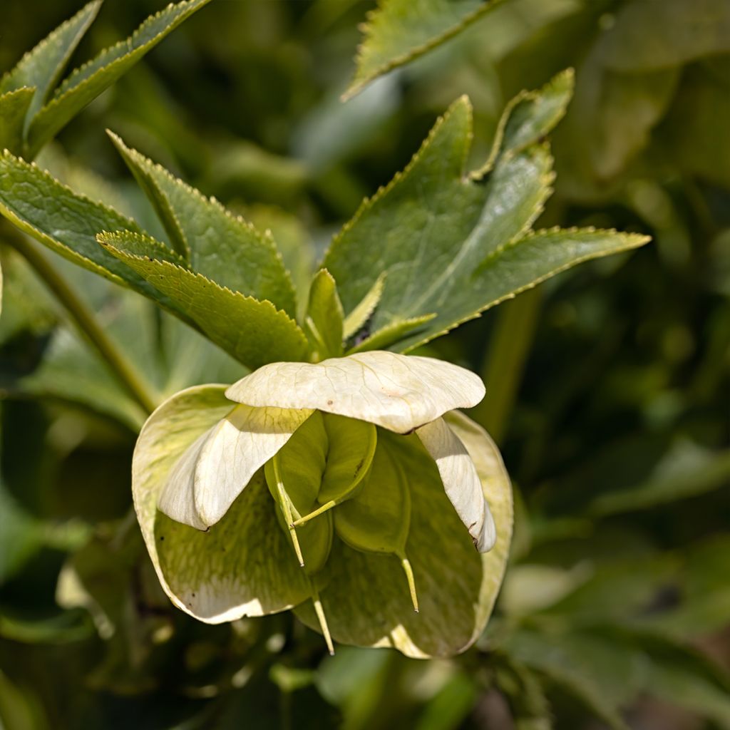 Helleborus hybridus Yellow Lady