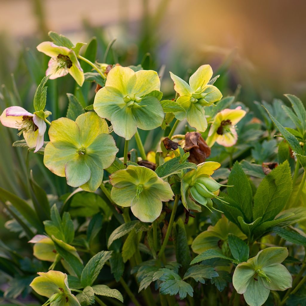 Helleborus hybridus Yellow Lady