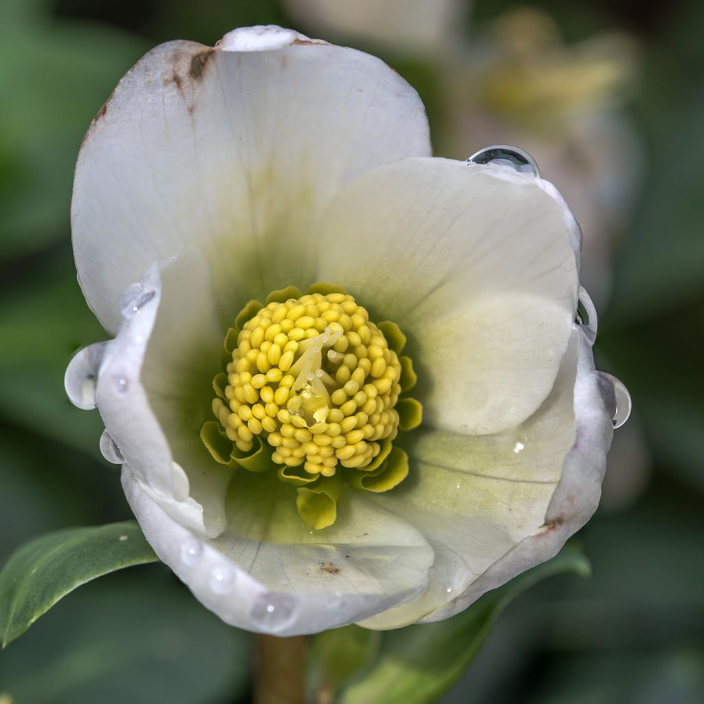 Helleborus hybridus White