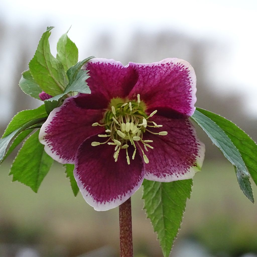 Helleborus Magic Aubergine