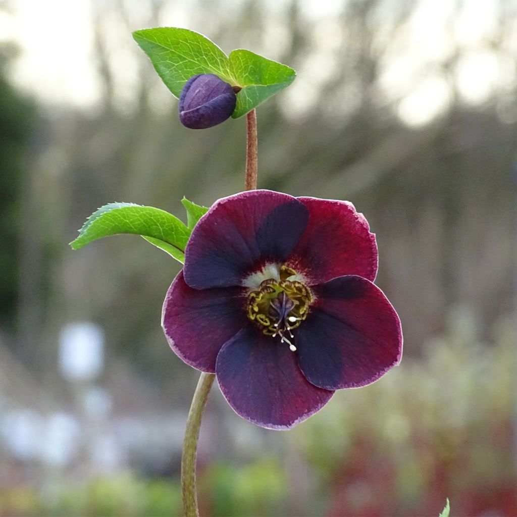 Hellébore orientale Magic Aubergine liseré