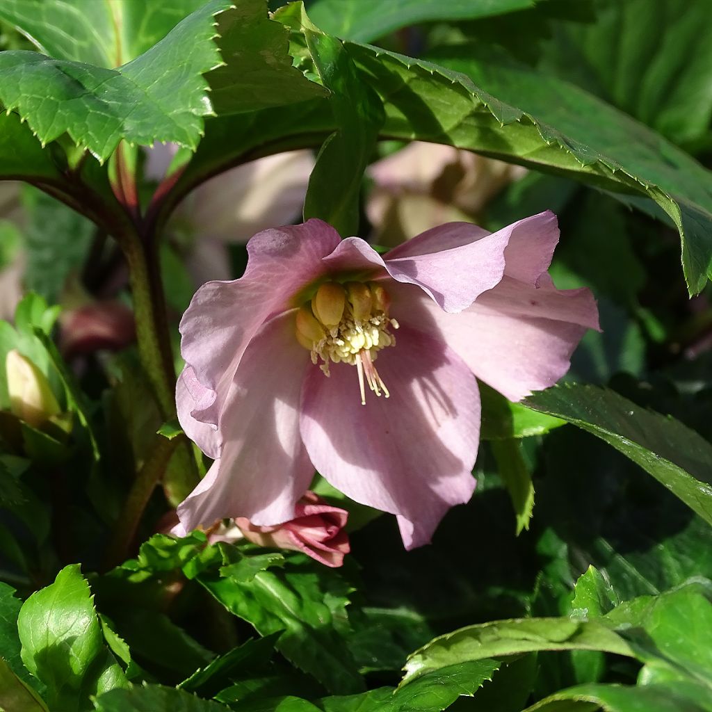 Hellebore orientale ViV Diana