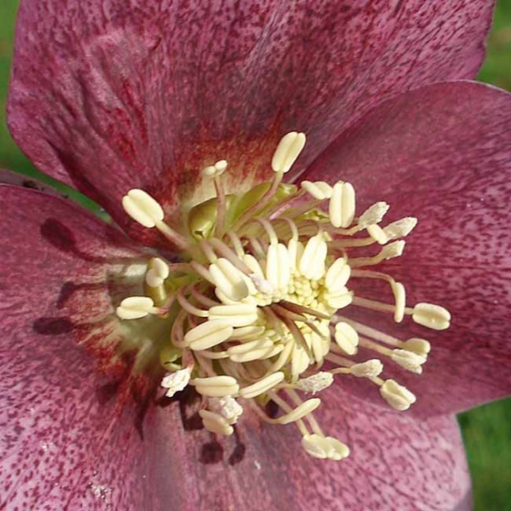 Hellebore Orientale Dark