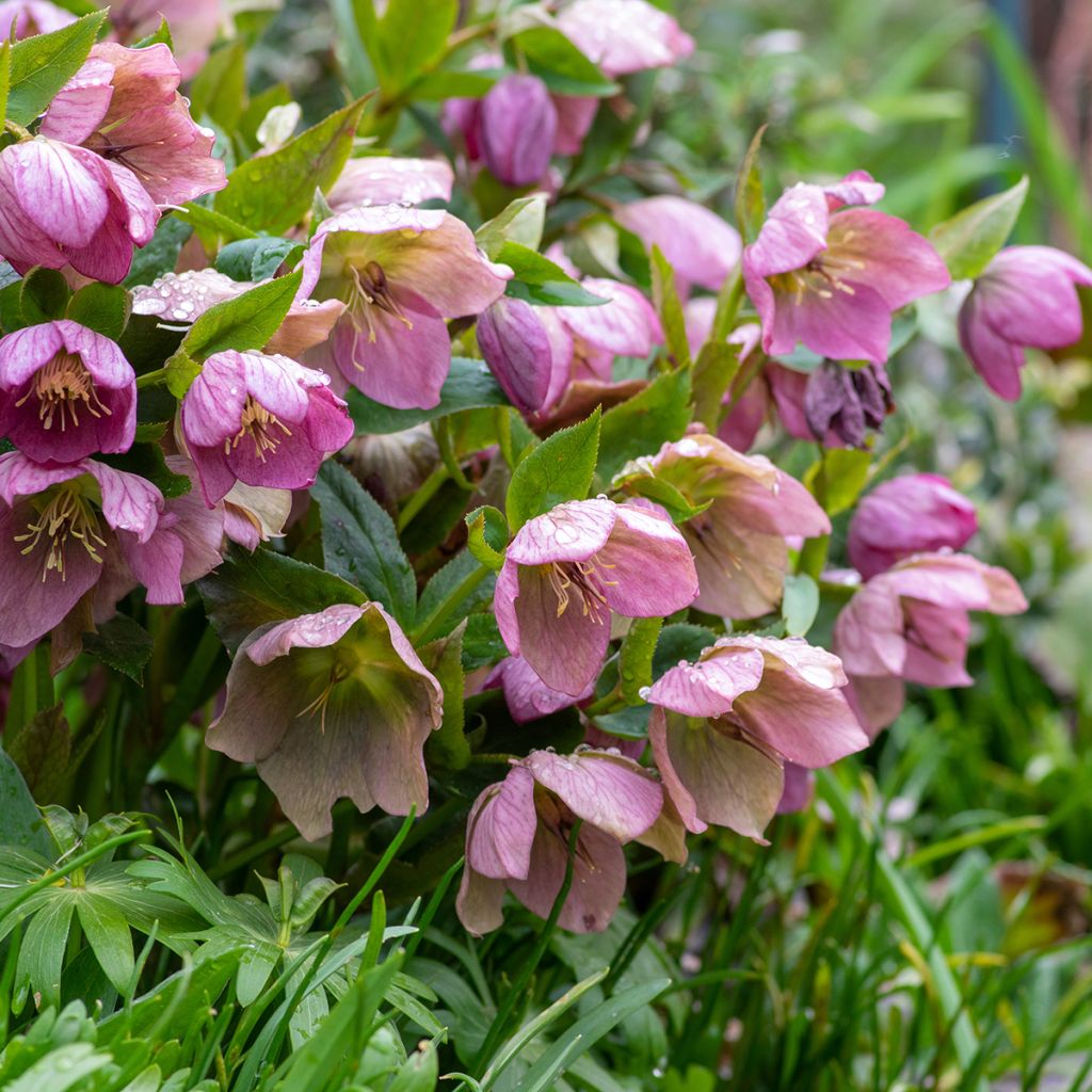 Helleborus purpurascens